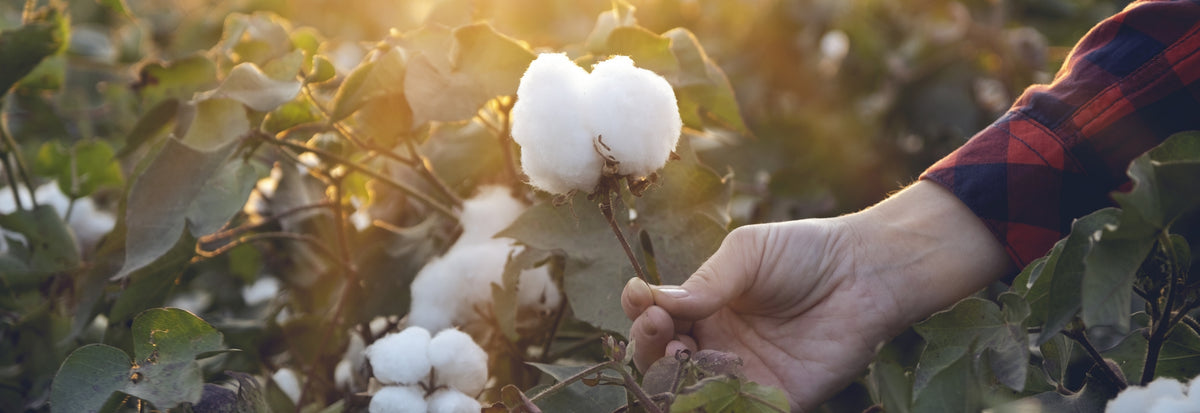Hand picking cotton in a field with a blurred background